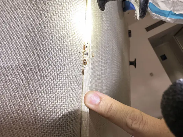 害虫の痕跡調査２