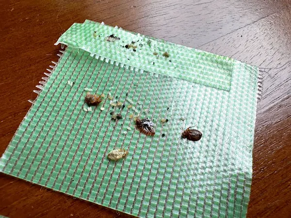 害虫の痕跡調査４