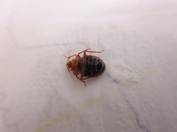 害虫の痕跡調査６